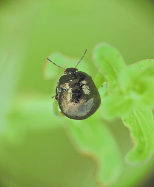 Heteroptera - Poloskák