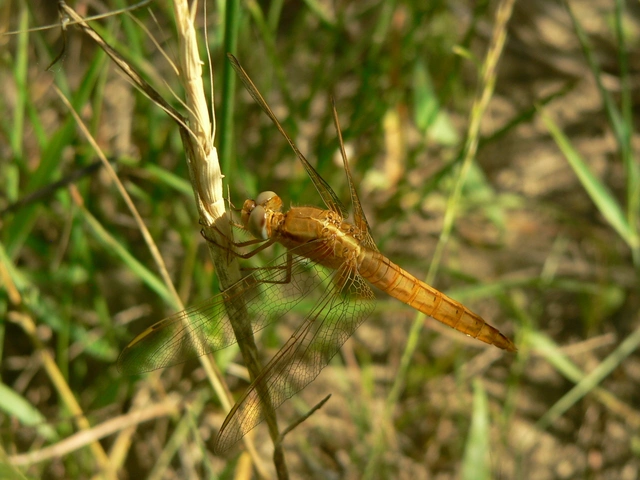 Crocothemis erythraea - skarlát szitakötő