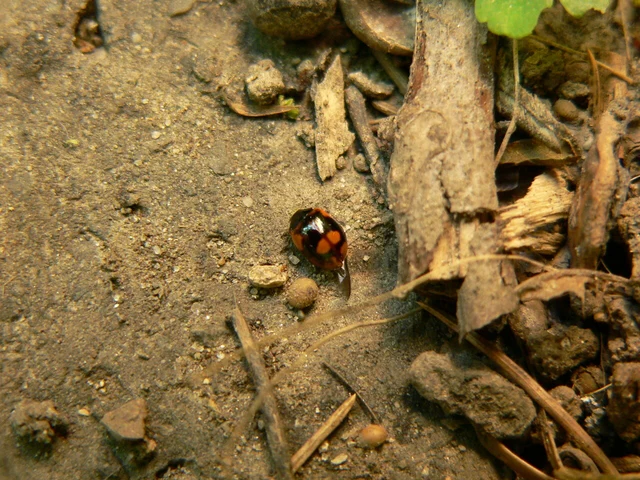 Adalia bipunctata - kétpettyes katica