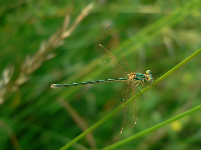 Lestes barbarus - foltosszárnyjegyű rablószitakötő