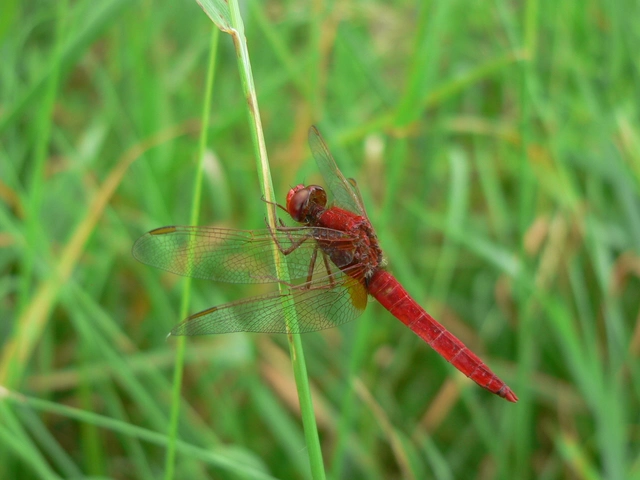 Crocothemis erythraea - skarlát szitakötő