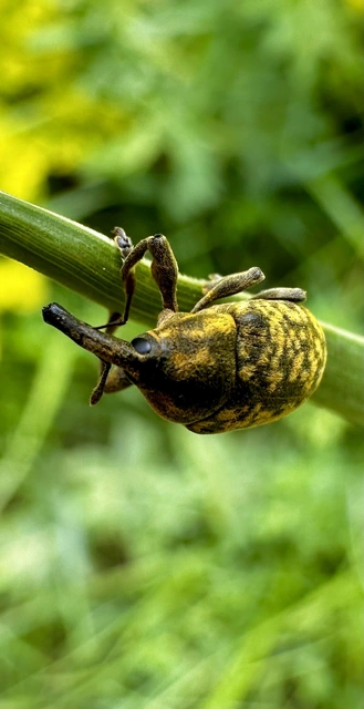 Larinus sturnus - aszat-púderbarkó