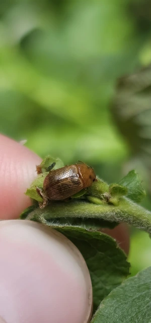 Gonioctena