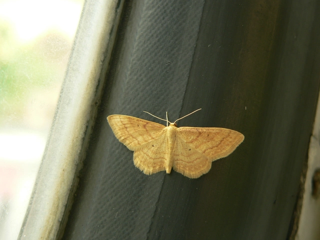 Idaea rufaria - vörhenyes sávosaraszoló