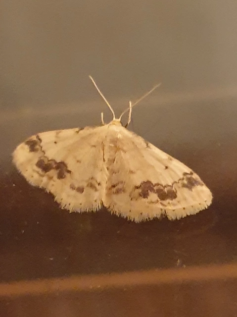 Idaea trigeminata - csúcsfoltos apróaraszoló
