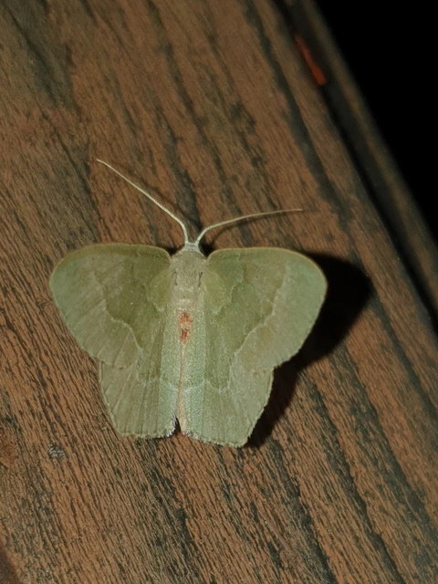Hemithea aestivaria - nyír-zöldaraszoló