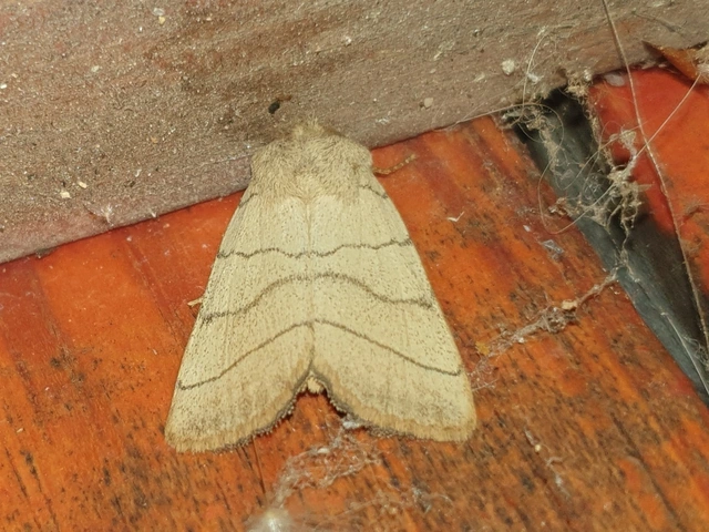 Charanyca trigrammica - háromsávos lombbagoly