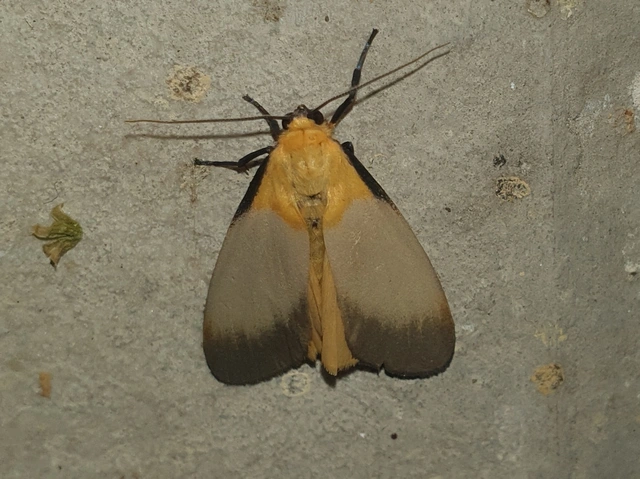 Lithosia quadra - négypettyes zuzmószövő