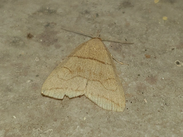 Herminia grisealis - ligeti karcsúbagoly