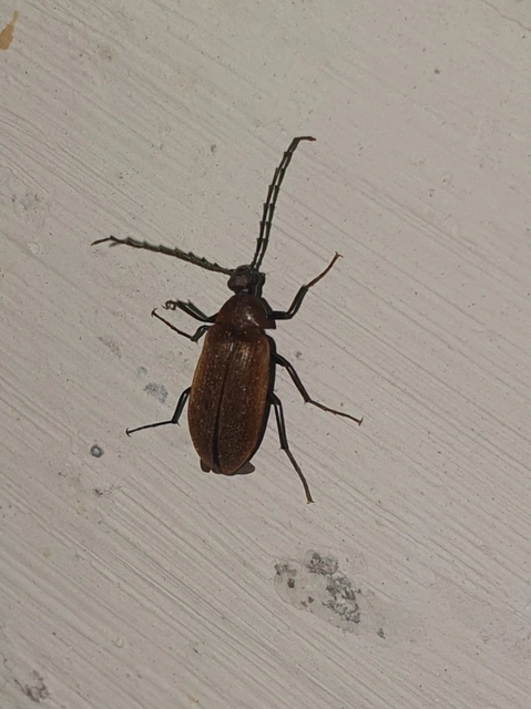 Pseudocistela ceramboides - narancssárga alkonybogár