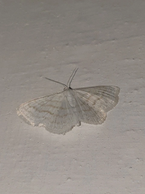 Scopula caricaria - mocsári fehéraraszoló