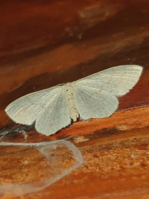 Scopula floslactata - tejfehér sávosaraszoló