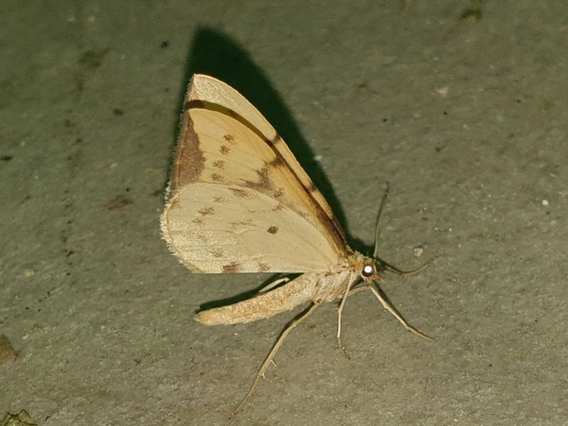 Eulithis pyraliata - sárga galajaraszoló