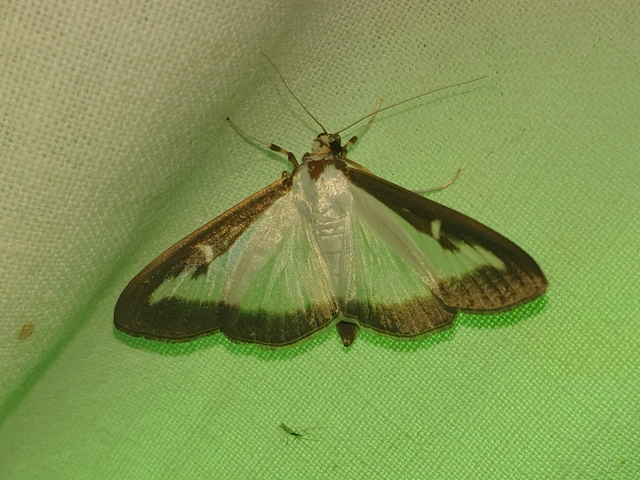 Cydalima perspectalis - puszpáng-tűzmoly