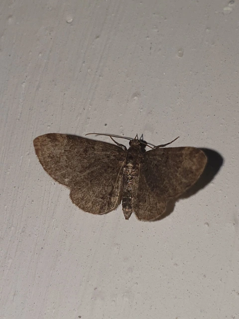 Pasiphila chloerata - hamvas törpearaszoló