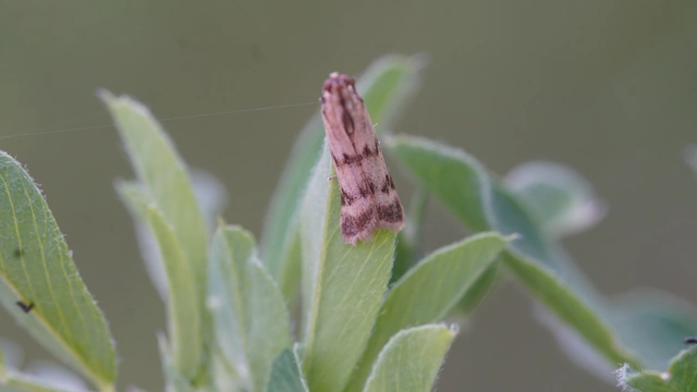 Homoeosoma sinuella - agyagsárga karcsúmoly