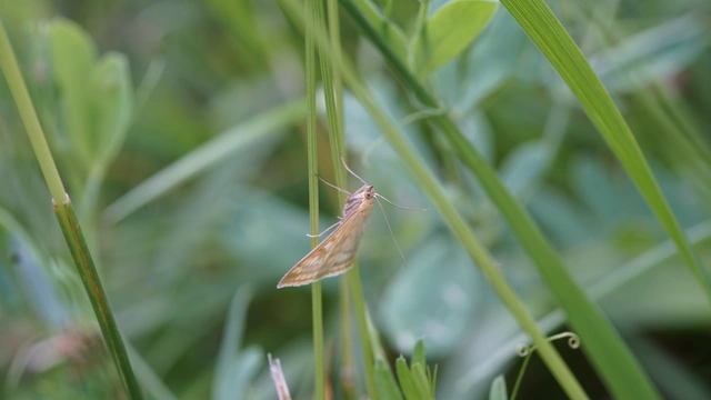 Sitochroa verticalis - világossárga dudvamoly