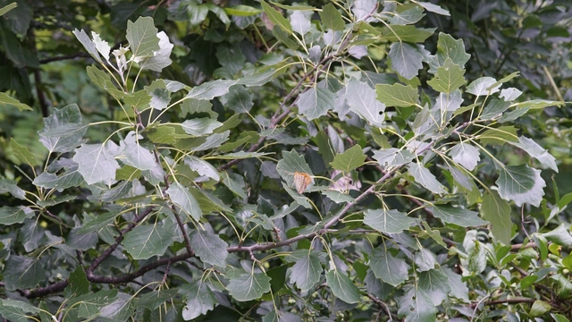 Argynnis paphia - nagy gyöngyházlepke