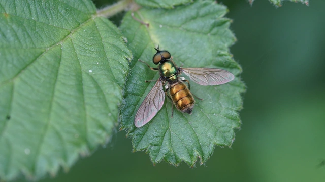 Chloromyia