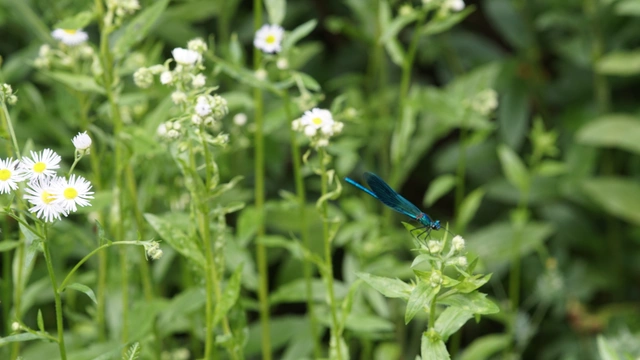Calopteryx splendens - sávos szitakötő