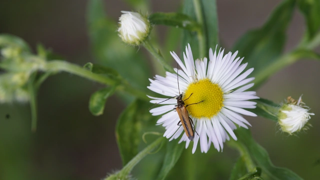 Oedemera femorata - sárgahátú álcincér