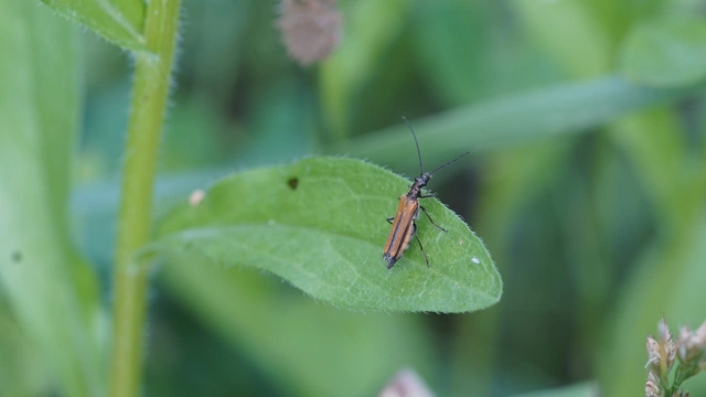 Oedemera femorata - sárgahátú álcincér
