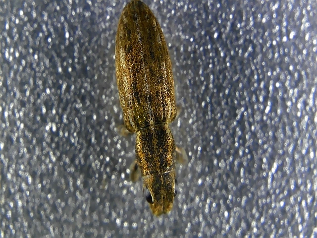 Sitona humeralis - lucerna-csipkézőbogár