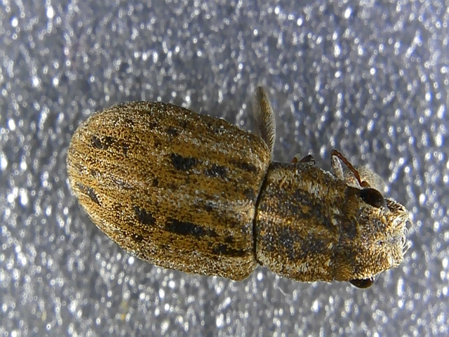 Sitona puncticollis - nagy csipkézőbogár
