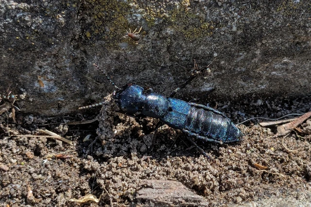 Ocypus ophthalmicus - kék holyva