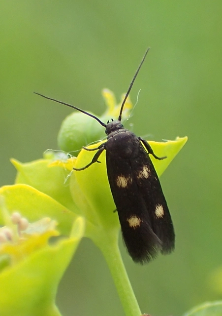 Parascythris muelleri - kétpettyes zöldmoly