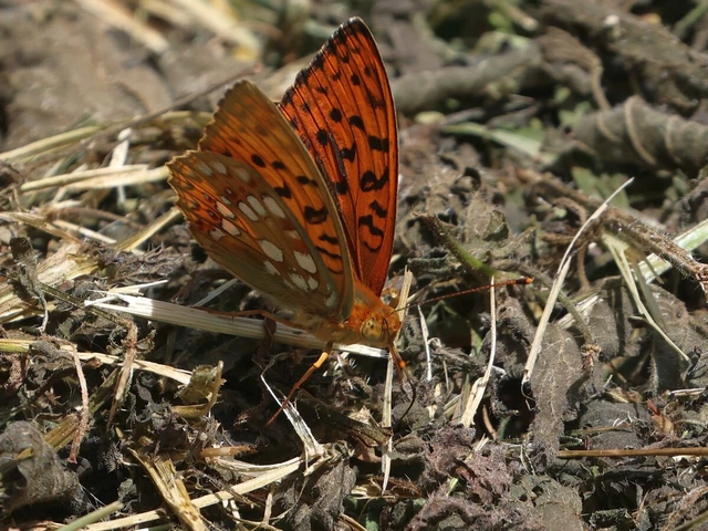 Argynnis adippe - ezüstös gyöngyházlepke