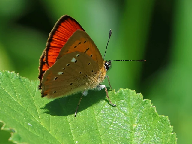 Lycaena virgaureae - arany-tűzlepke