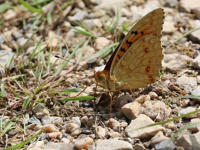 Argynnis adippe - ezüstös gyöngyházlepke