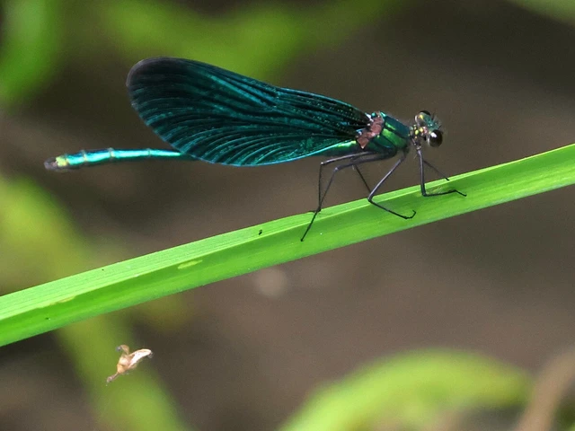 Calopteryx virgo - kisasszony-szitakötő