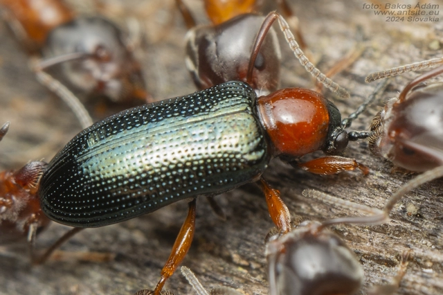Oulema melanopus/duftschmidi