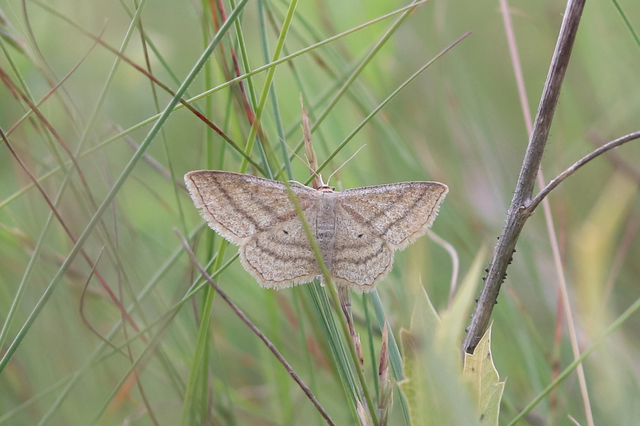 Scopula virgulata - vesszős sávosaraszoló