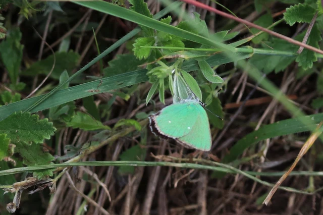 Callophrys rubi - zöldfonákú lepke