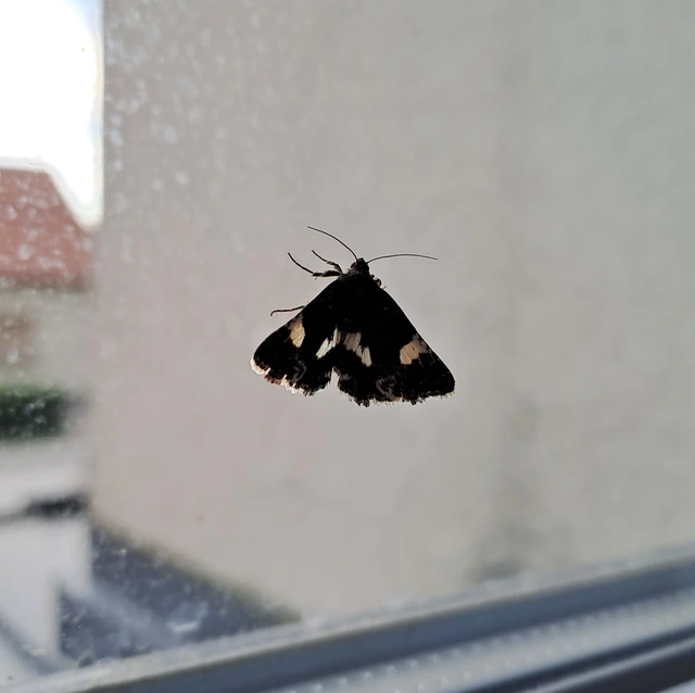 Tyta luctuosa - fekete nappalibagoly