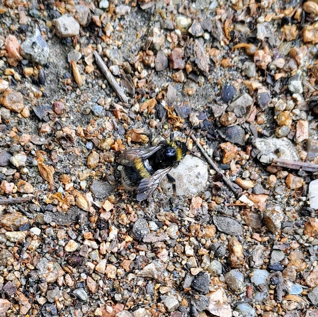 Hymenoptera - Hártyásszárnyúak