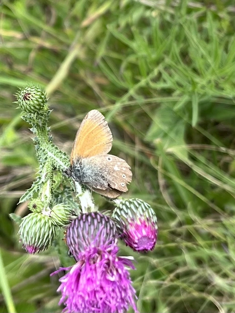 Coenonympha glycerion - közönséges szénalepke