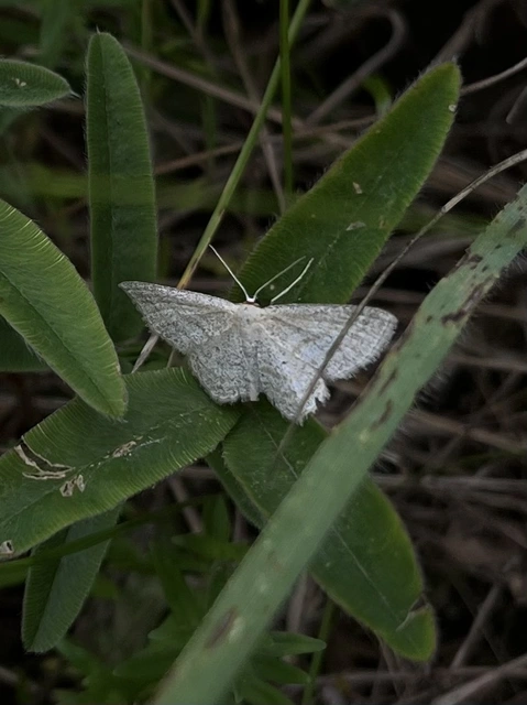 Scopula virgulata - vesszős sávosaraszoló