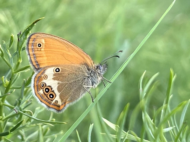 Coenonympha arcania - fehéröves szénalepke