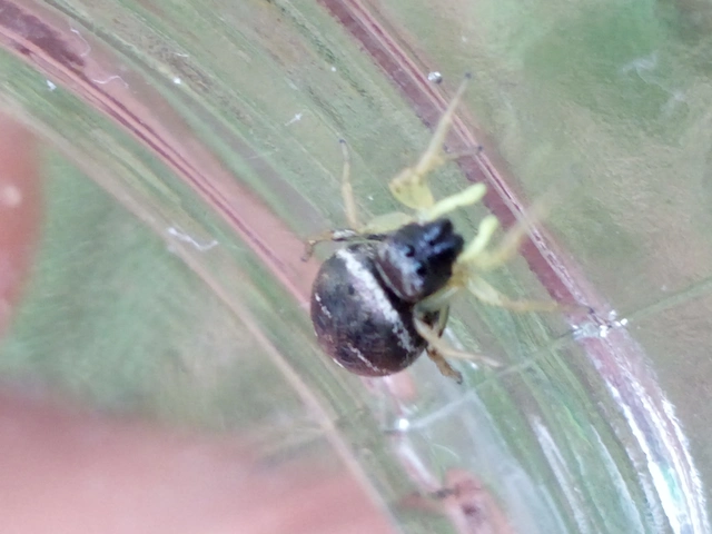 Heliophanus