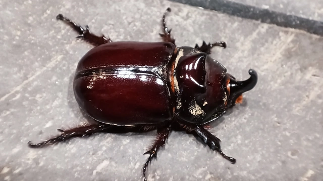 Oryctes nasicornis - orrszarvú bogár
