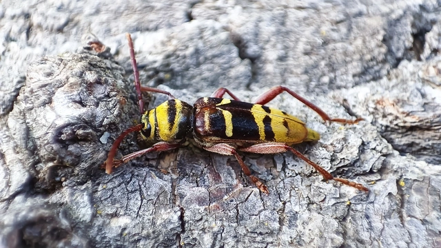 Plagionotus detritus - sárgafarú darázscincér
