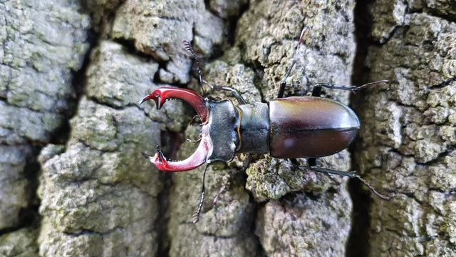 Lucanus cervus - nagy szarvasbogár