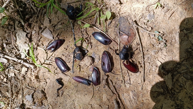 Lucanus cervus - nagy szarvasbogár