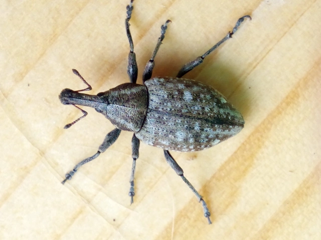 Lepyrus capucinus - pettyes fűzormányos