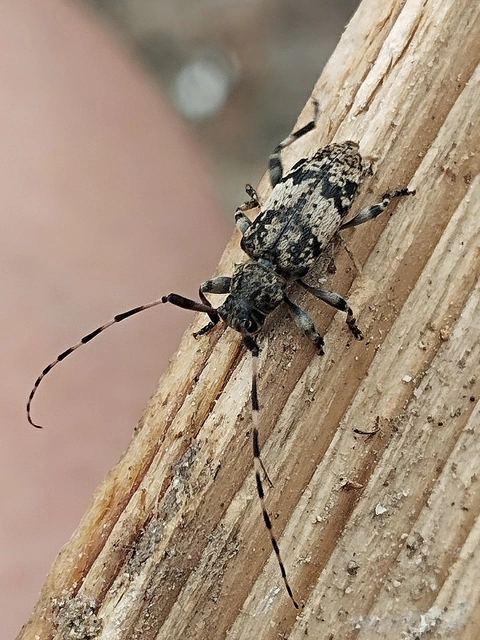 Leiopus nebulosus - öves gesztcincér