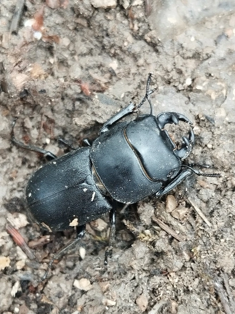 Dorcus parallelipipedus - kis szarvasbogár